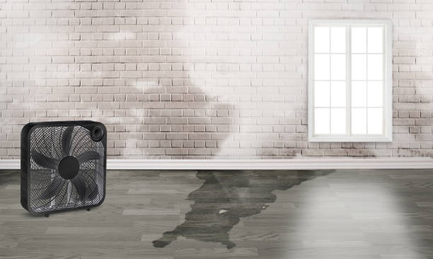 Best Basement water damage restoration  in Turley, OK